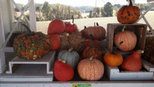 Rolling Green Farm Market - pumpkins
